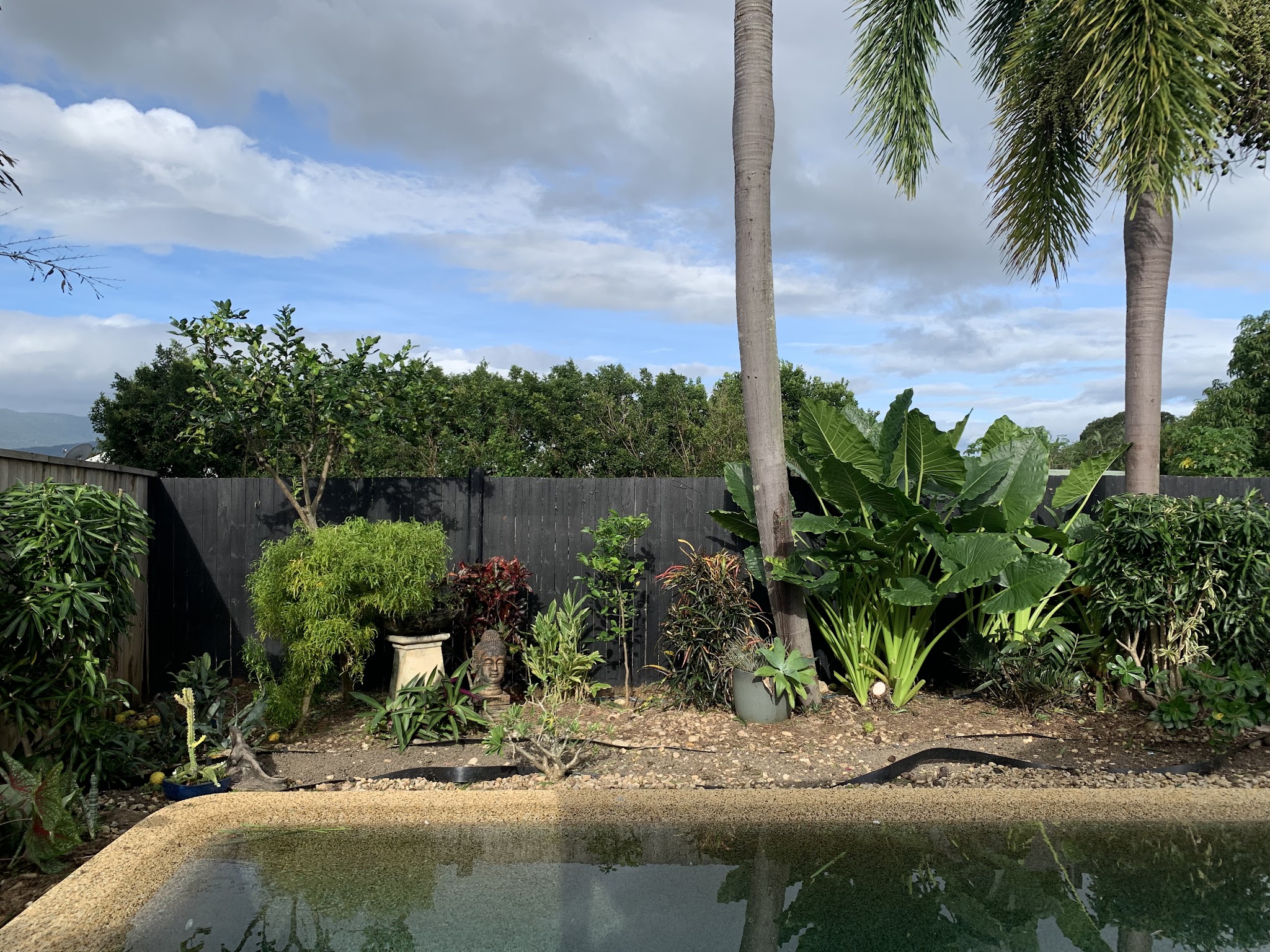 The same garden restored, with clean mulched beds, pruned crotons and palms against a black paling fence