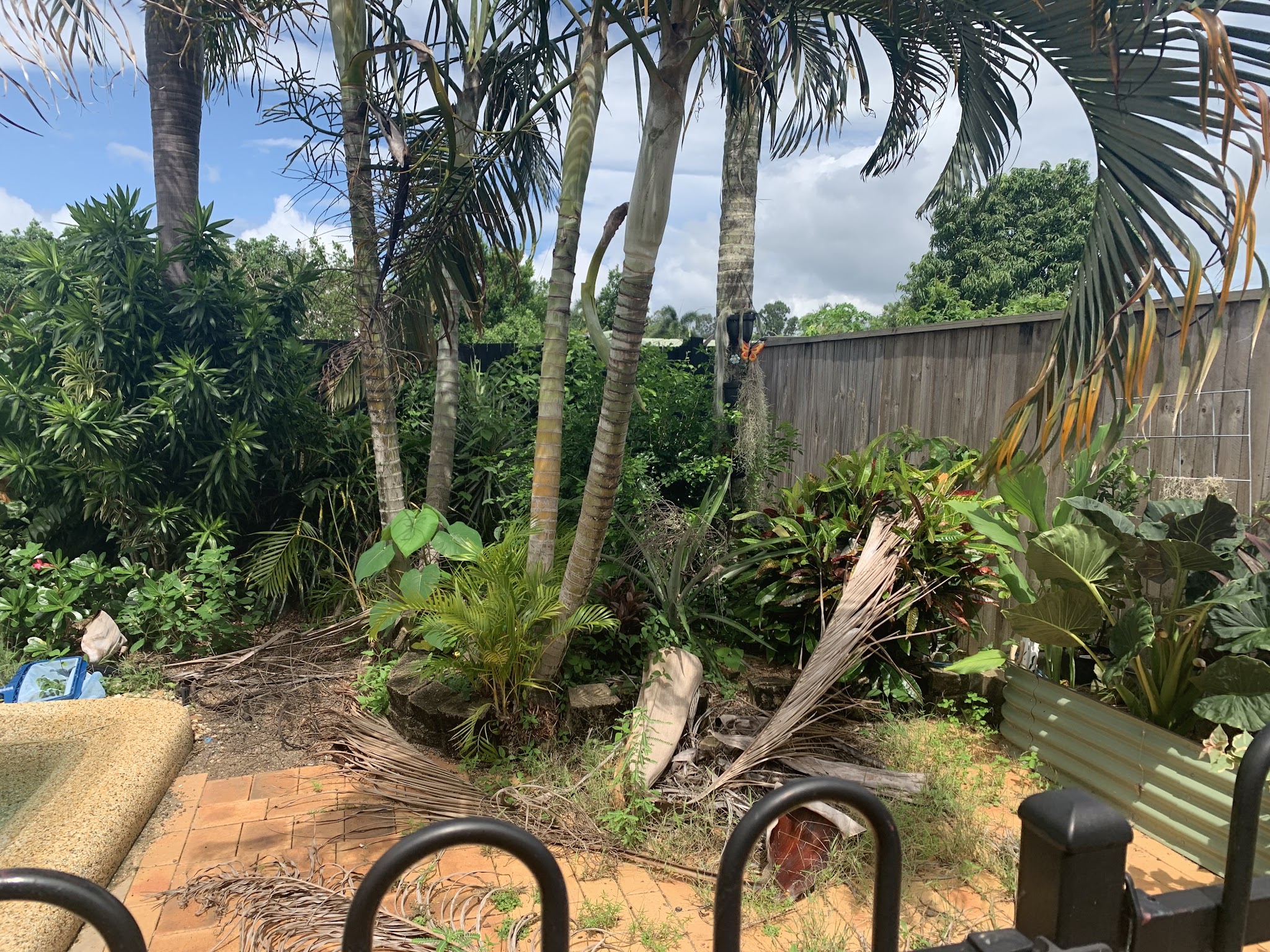 An overgrown tropical garden bed with dead palm fronds across the paving and weeds through the beds