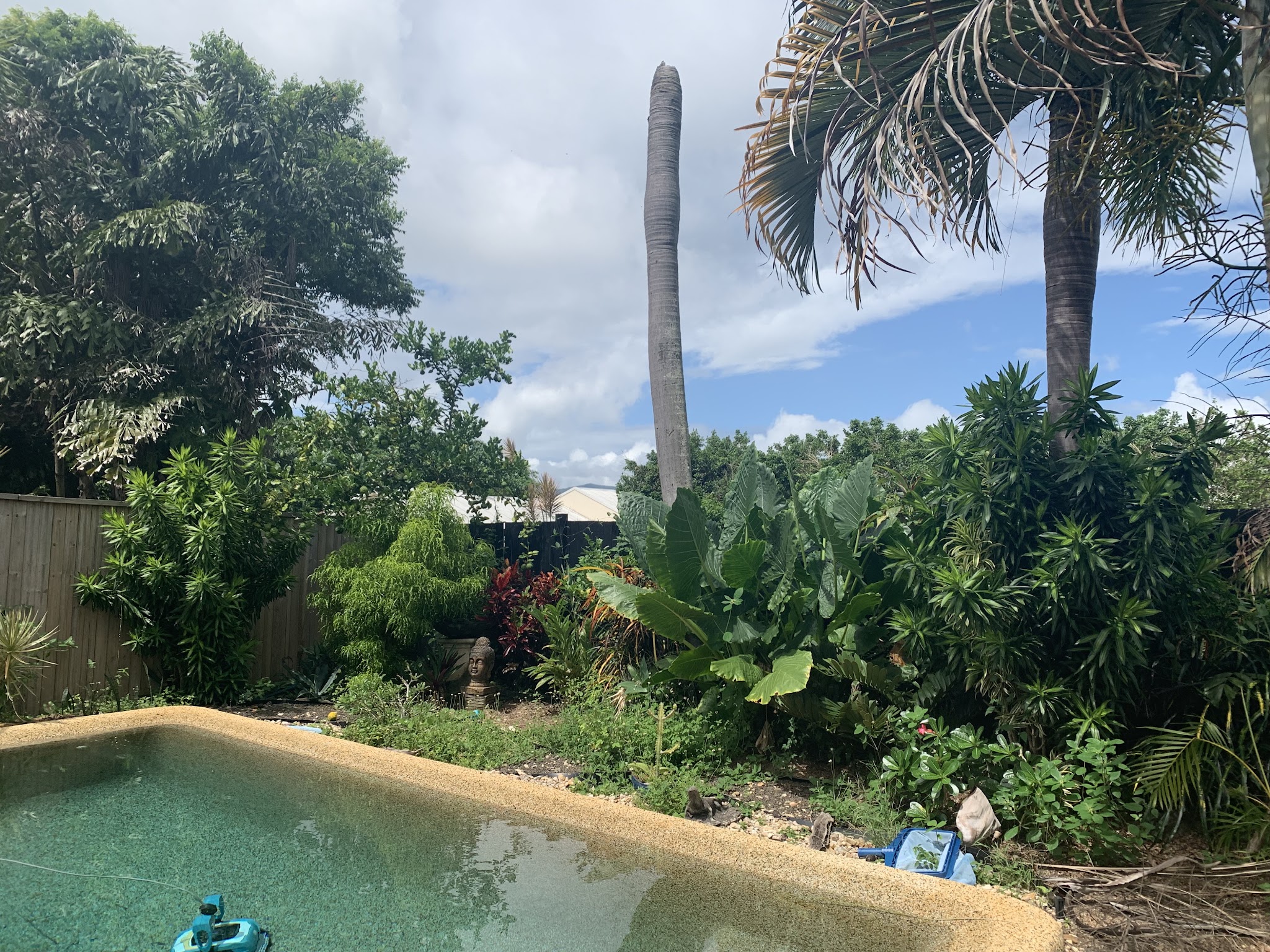 The pool surround before, with a weed choked garden bed and a dead palm trunk